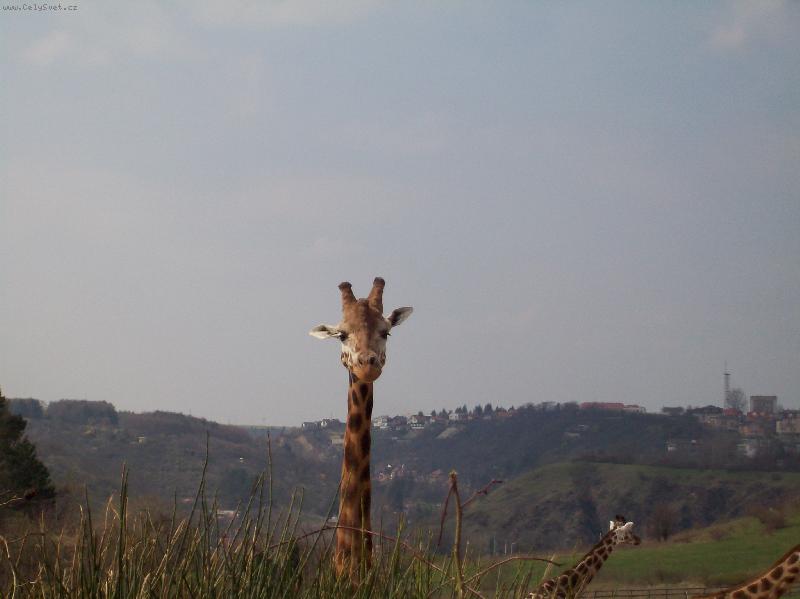 Foto: N�v�t�va ZOO