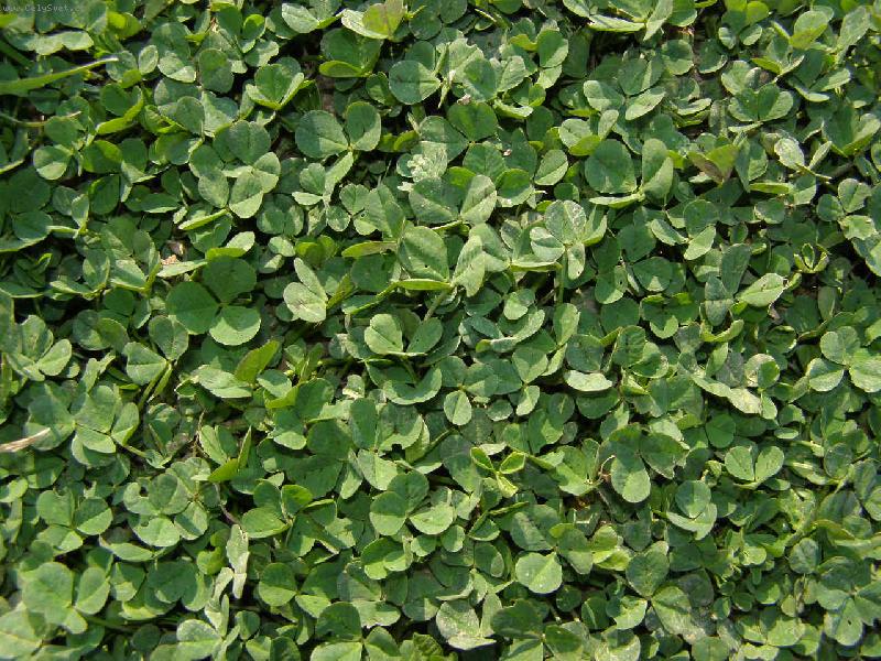 Foto: Zelen� tr�vn�k-Najd�te �ty�l�stek...