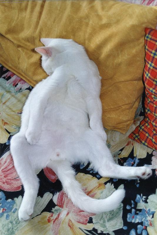 Foto: Nefotit, pros�m! To nevid�te, jak se styd�m?