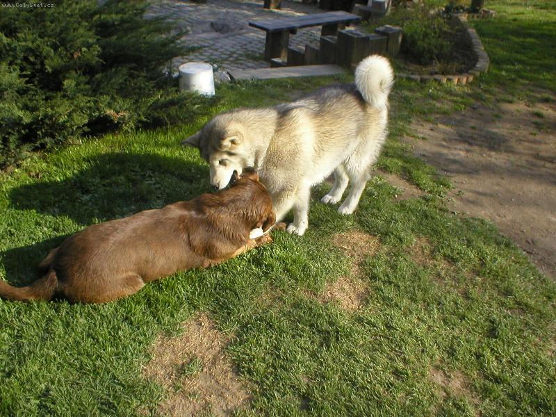 Foto: Akki-no tak poj� si hr�t