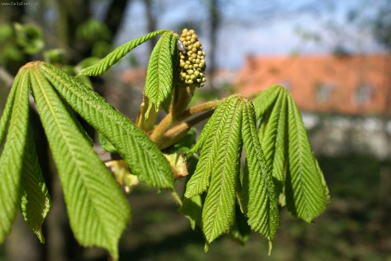 Foto: Kv�t ka�tanu-Z�meck� park Valtice