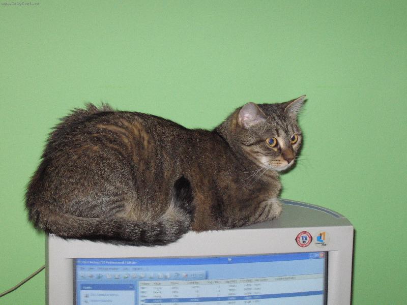 Foto: SW pro ko�ku-Hl�d�m aby nespadl...