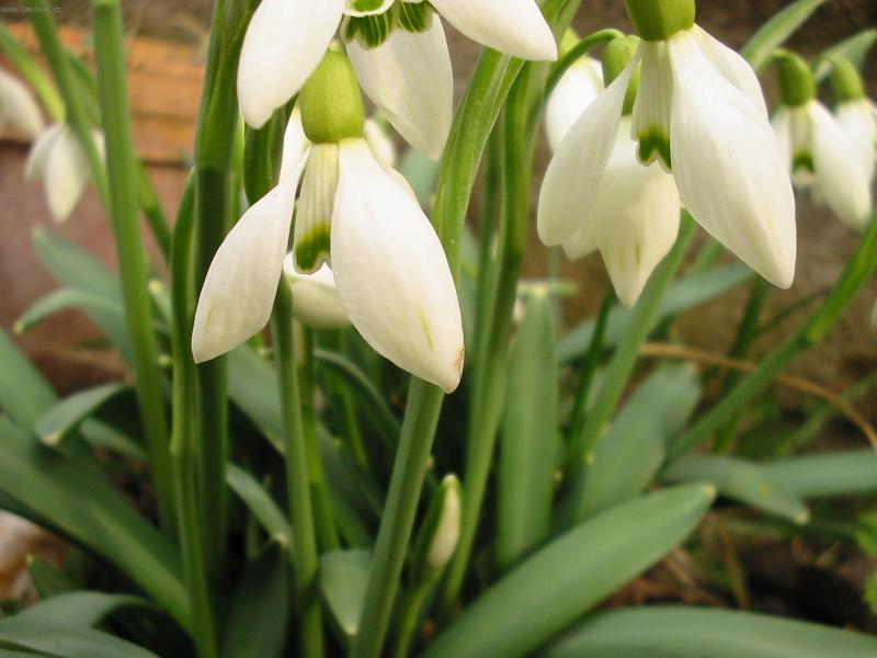 Foto: Sn�enky-...�e by kone�n� jaro?!