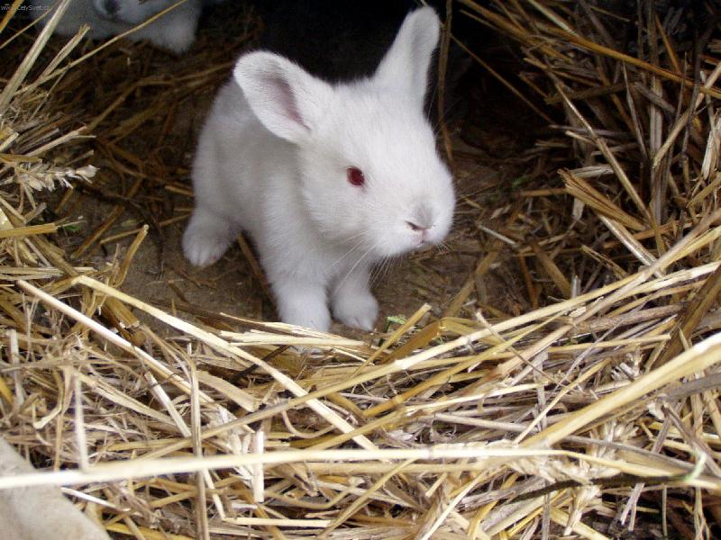 Foto: Kr�li�� miminko-je b�l� jako sn�h...