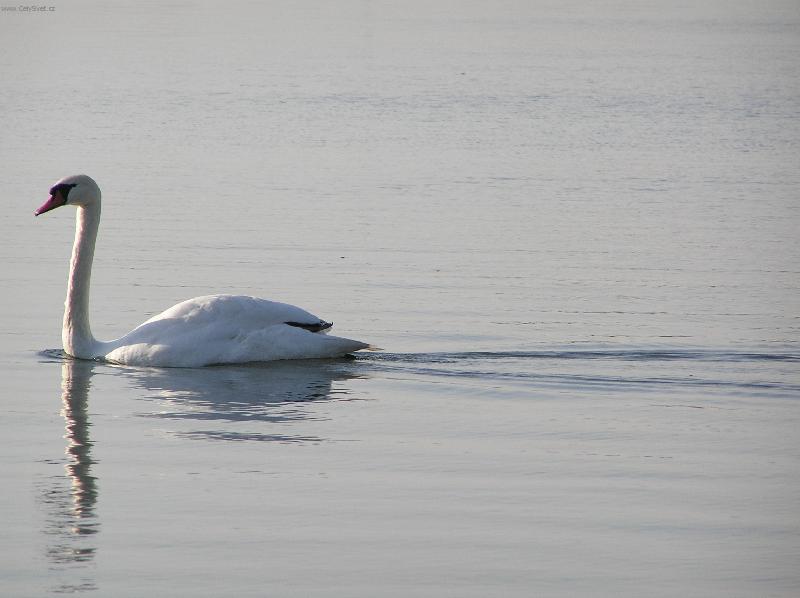 Foto: miz�c� labu�-P�i man�elovu ryba�en� je mo�n� vid�t kr�sn� ...