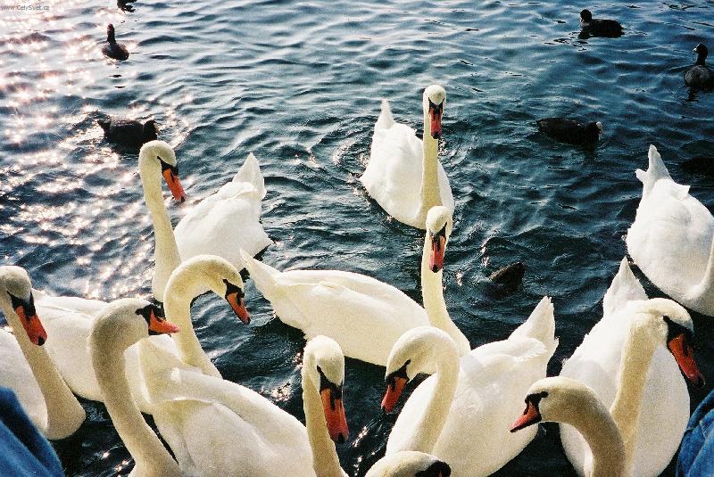 Foto: Labu�e v Curychu