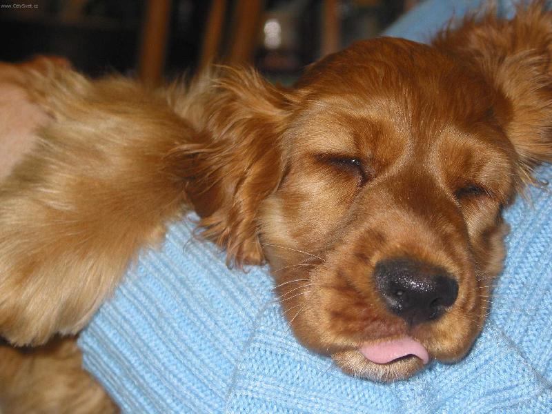 Foto: Jsem unaven� nefotit!-Spinkaj�c� �t�n� kokr�pan�la