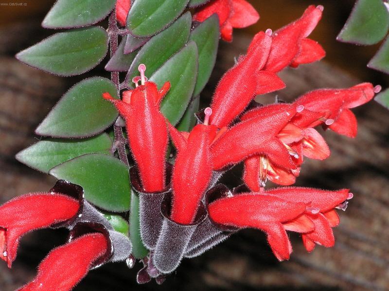 Foto: Kr�sn� nezn�m�-Kvetouc� 2x ro�n�