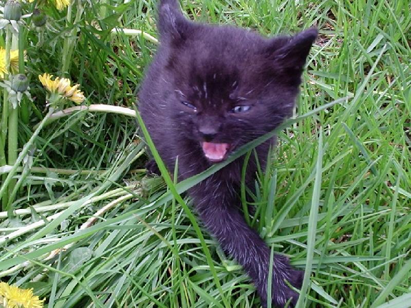 Foto: �ERT�K-"kde m�m maminku ?"