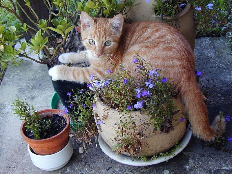 Foto: kocour kv�tin��ov�-u� vyrostl, ale blbne po��d