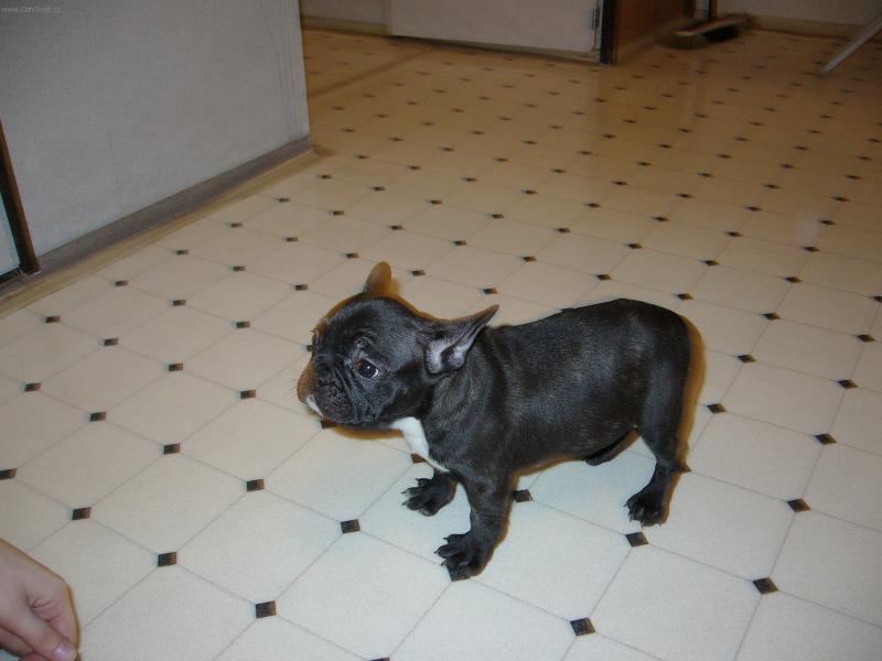 Foto: Blueberry-Po�kejte,a� jednou vyrostu