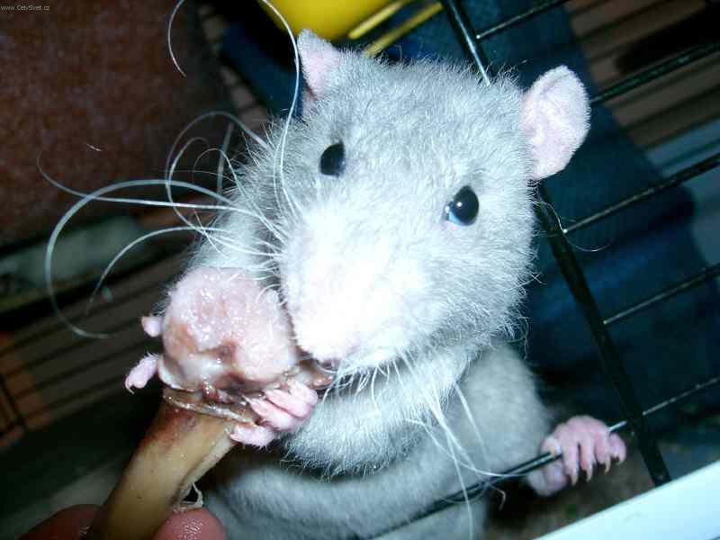 Foto: �iko s kost�-potkan �iko