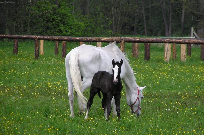 Foto: Kladrubsk� b�lou� klabonos�-Kobylka s h��b�tem