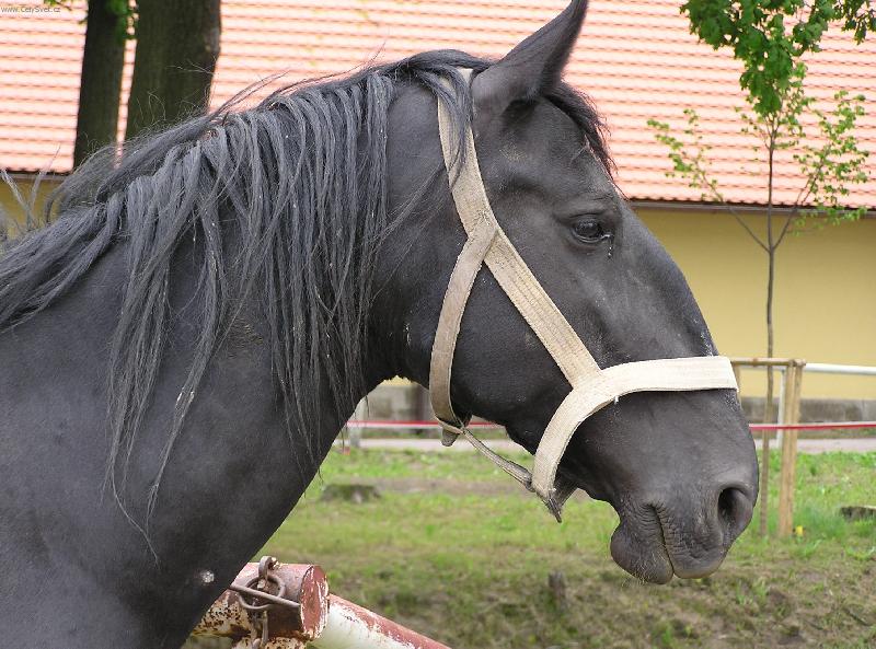 Foto: �ern� kladrubsk� klisna-h�eb��n ve Slati�anech