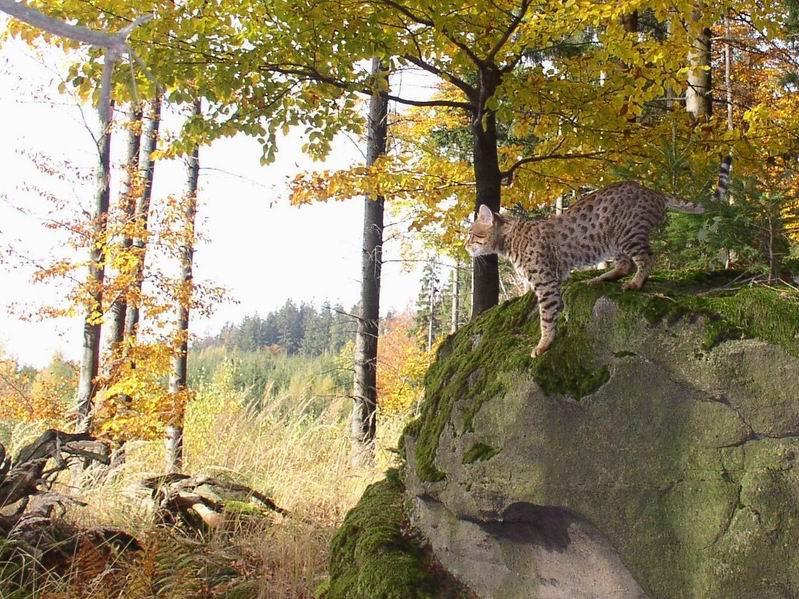 Foto: Savanov� ko�ka2