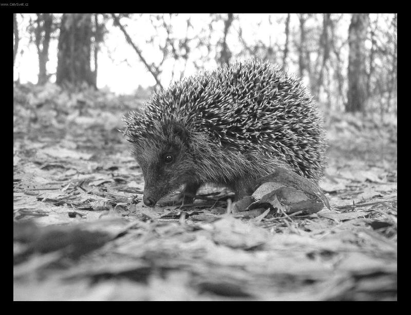 Foto: Je�e�ek-Nejenom lid� se s p�ich�zej�c�m jarem vyd�vaj� na proch�zky :-)