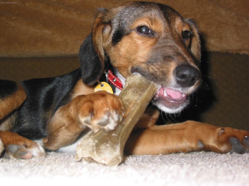 Foto: Bobinka-brous�m zoubky