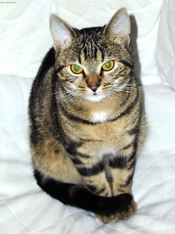 Foto: kocour model-no prost� model pro fotografa