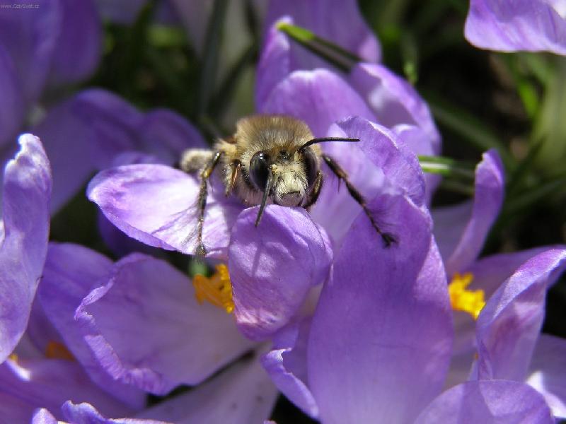 Foto: V�elka M�ja.-V�ela na krokusech.