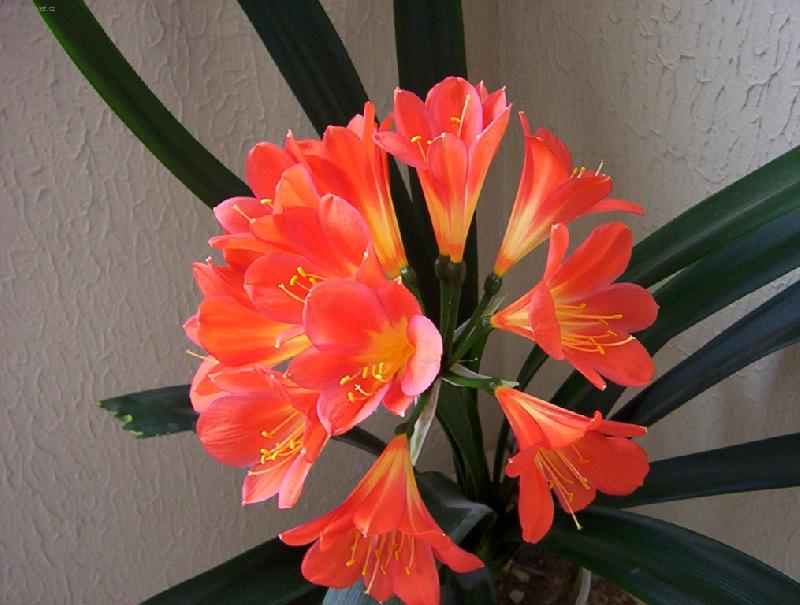 Foto: Kl�vie-Ka�doro�n� radost.