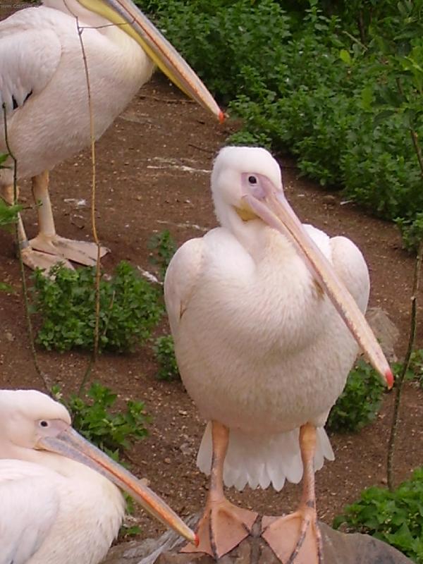 Foto: Pelik�n b�l�