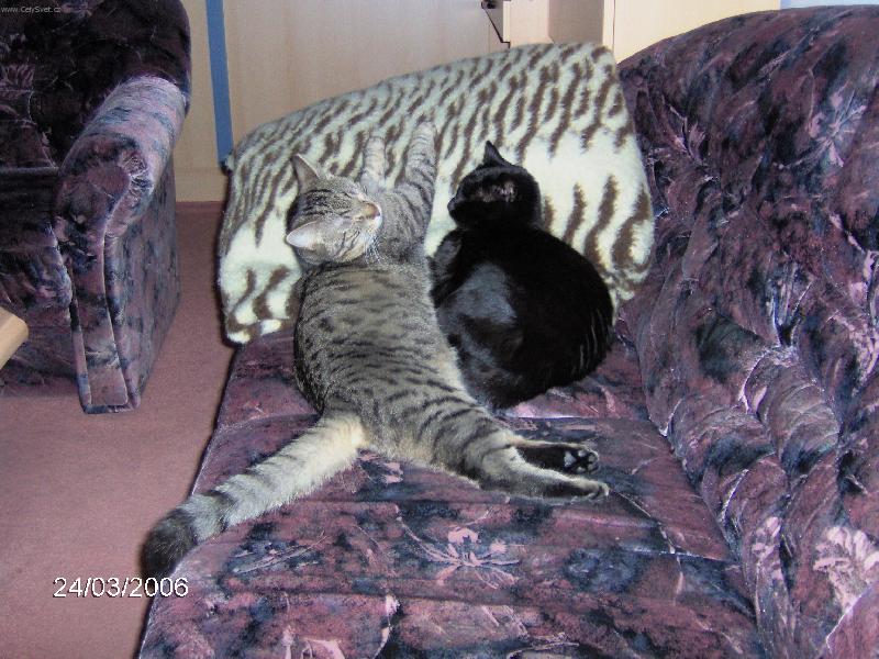 Foto: Cipisek a Bublinka-odpoledni siesta