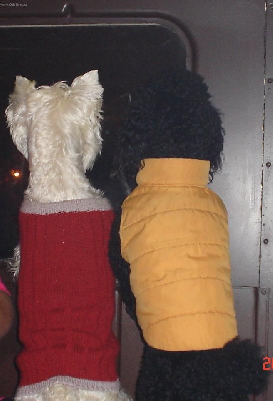 Foto: Hele, taky vid� venku tu ko�ku?