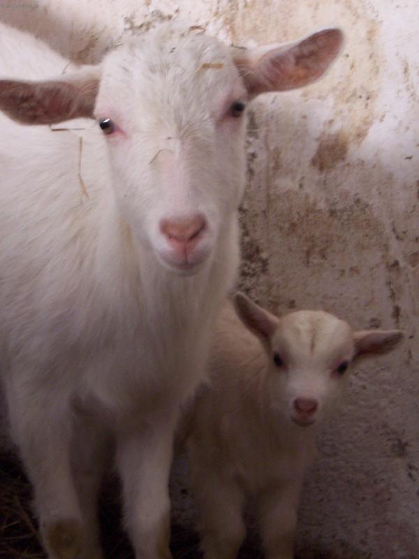 Foto: Na�e modelky M��a a Julinka-Koza b�l�