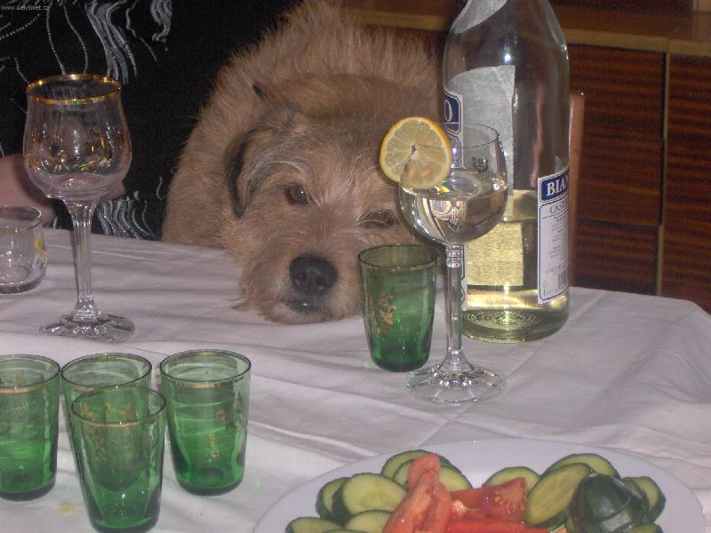 Foto: pes po fl�mu-den� o�ralej