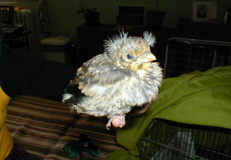 Foto: P�P�TKO-Na�e ml��e Dlaska tlustozob�ho