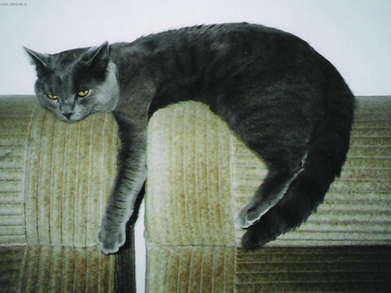 Foto: Leonardo Kv�t Vyso�iny * cz-Nud�m se...