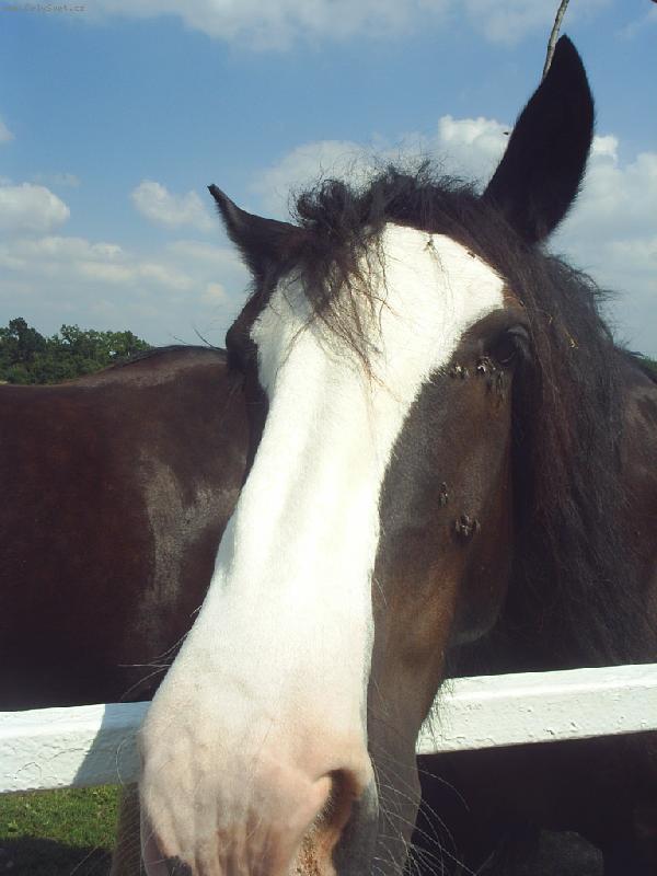 Foto: M� tich�  p��tel...-Shirsk� k��