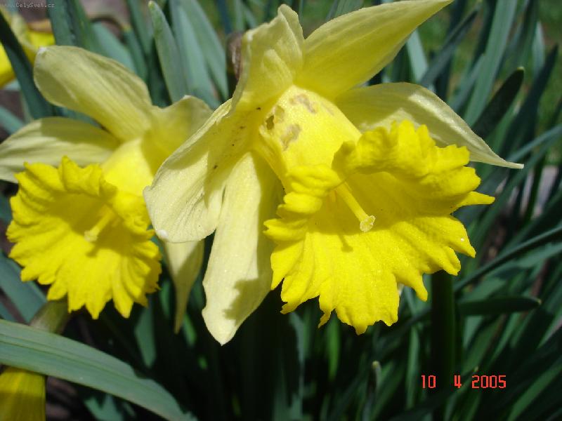 Foto: Narcis