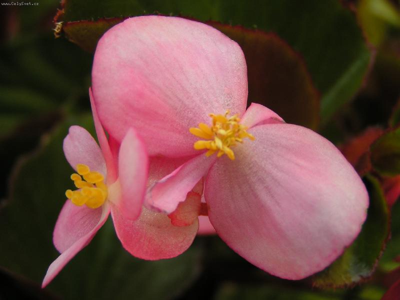 Foto: Hur� Jaro!-Voskovka