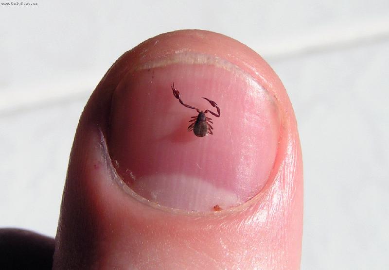 Foto: �lovek z lesa-Kl�t�