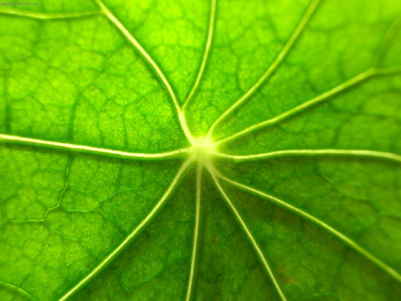 Foto: hv�zda v listu zaklet�-licho�e�i�nice