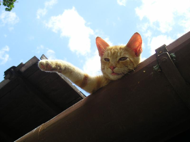 Foto: Zdrav� v�s Jon�ek!