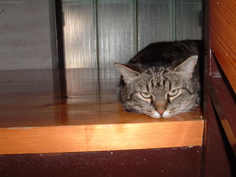Foto: apatick� ���a-znud�n� ko�ka