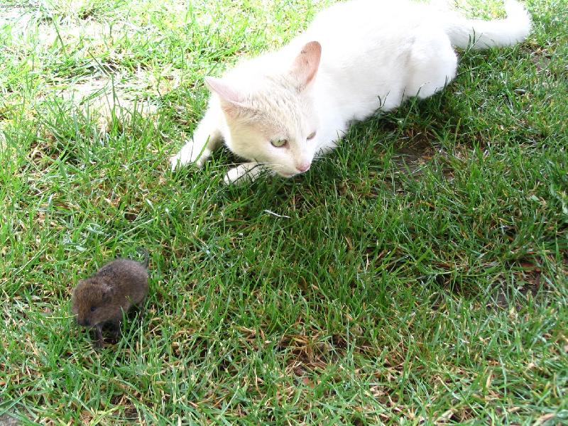 Foto: Tom a Jerry-Tom si pochutnal