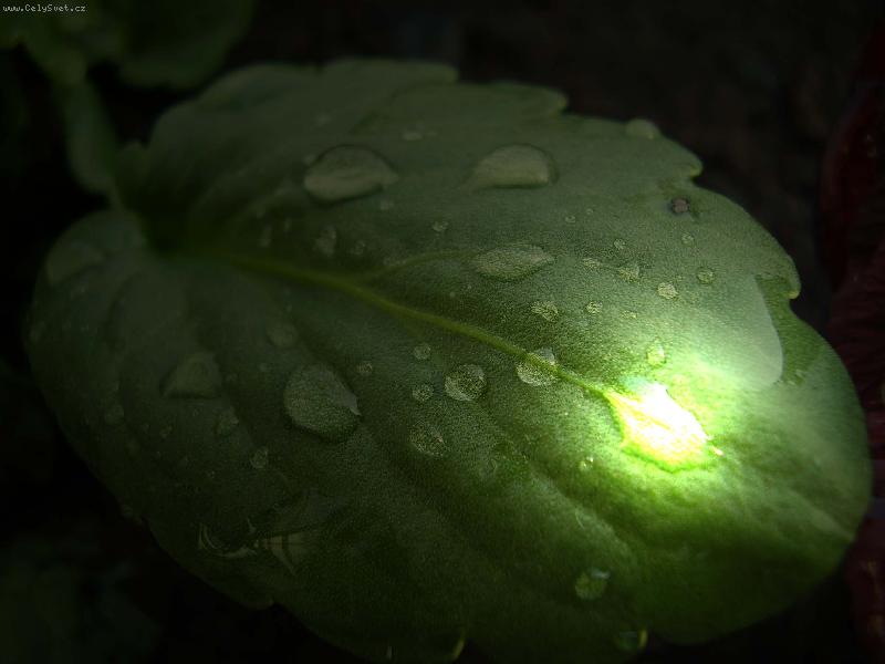 Foto: Z��iv� kapka