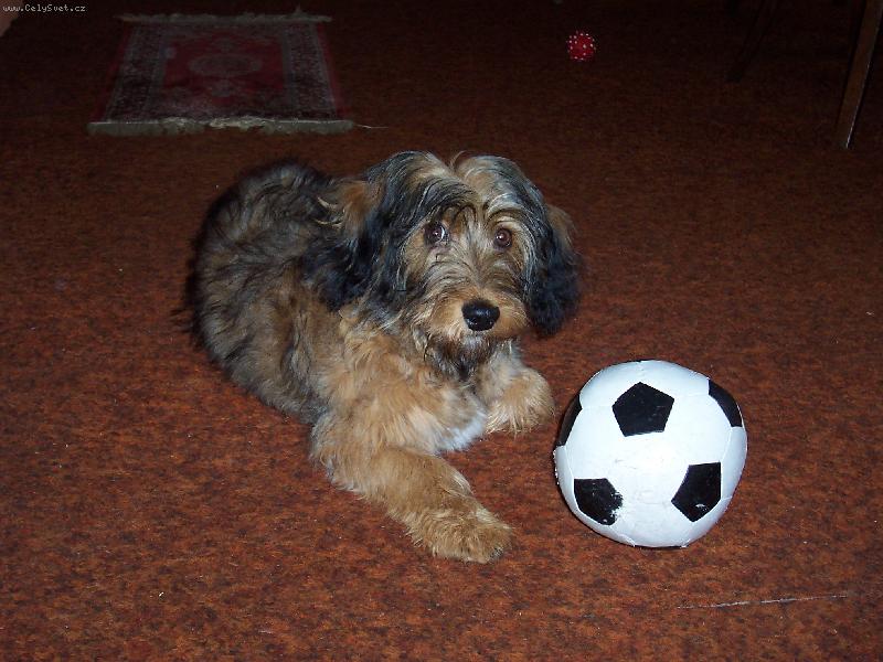 Foto: Tak zahrajem si u� ten fotbal ?