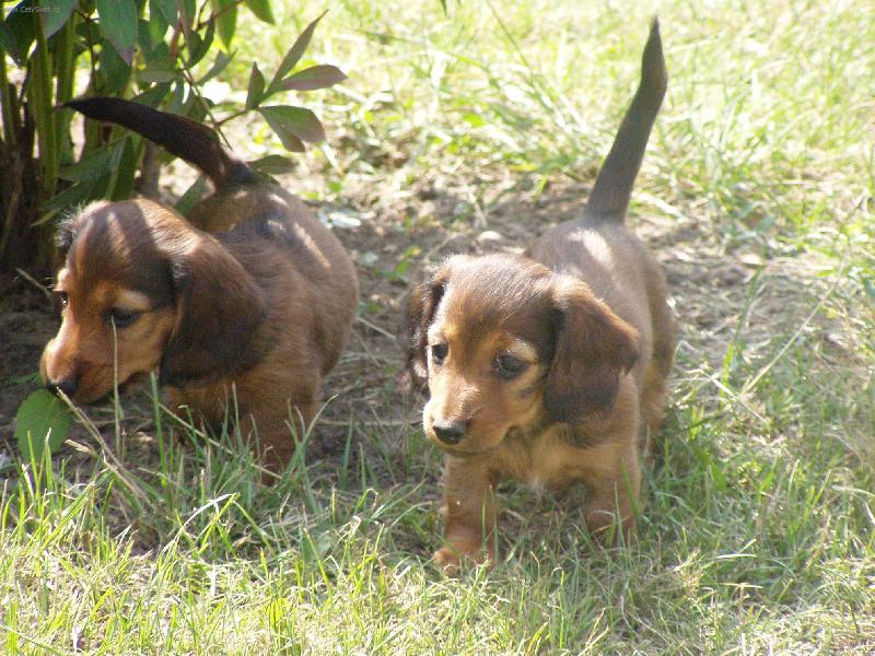 Foto: �t���tka jezev�ice Nelly-Jdem na pr�zkum