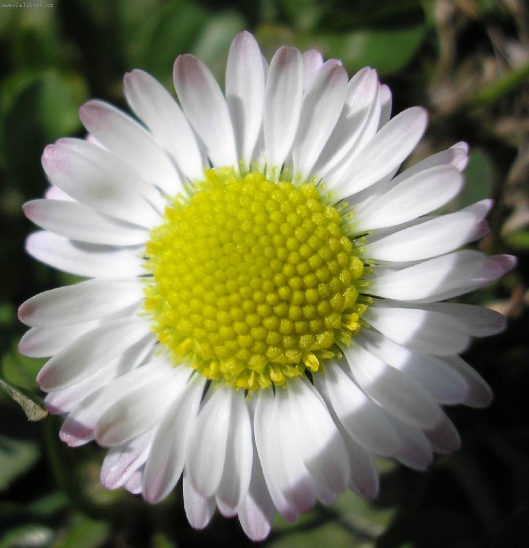 Foto: Jarn� zahrada-Sedmikr�ska