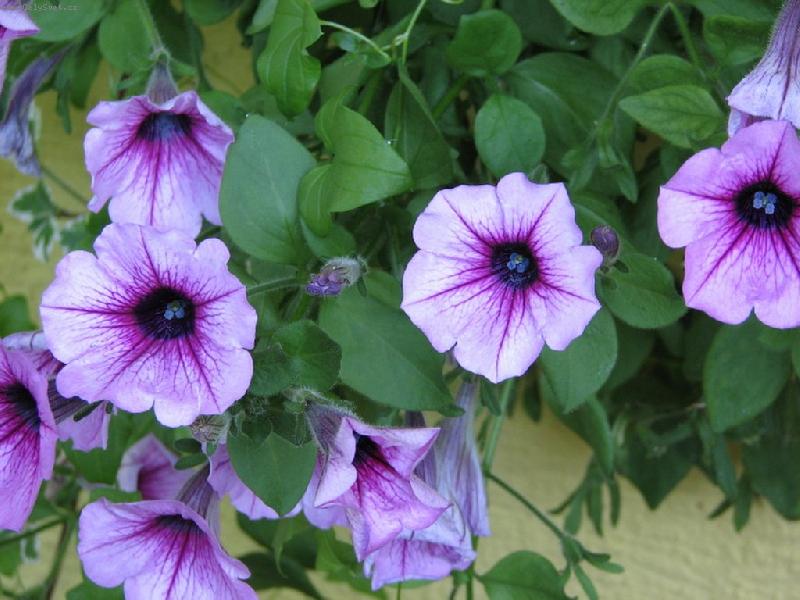 Foto: Balk�nov� rostliny