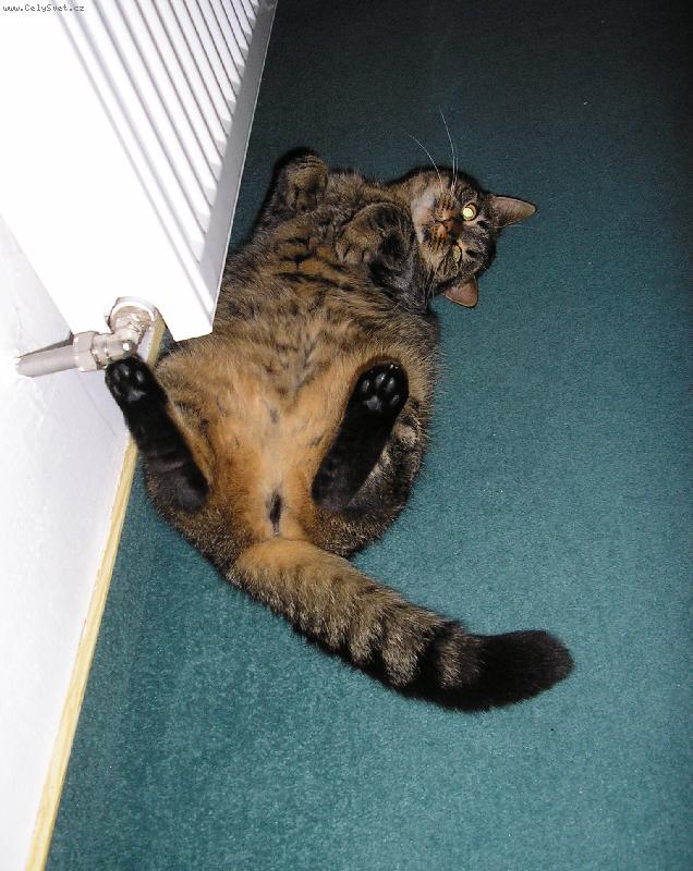 Foto: Kuk!-Kdo by necht�l b�t ko�kou?:o)