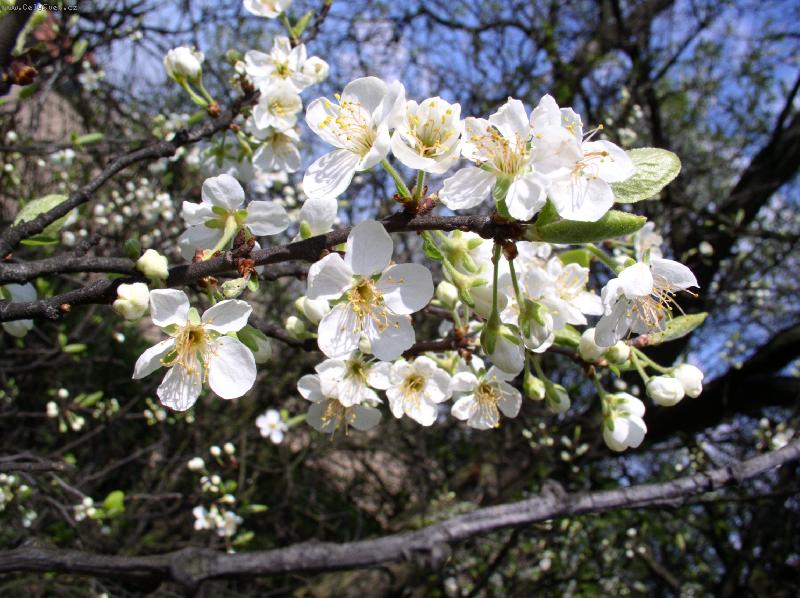 Foto: t�e��ov� kv�t