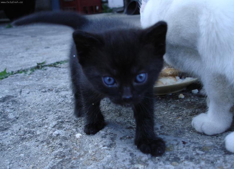 Foto: Modrook� krasavice