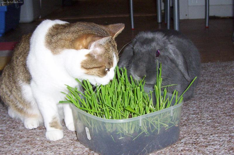 Foto: papej-ko�i�ka pr�v� nab�d� kr�l�ka k ochutn�n� tr�vi�ky