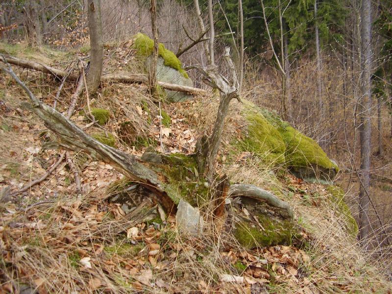 Foto: U nas v lese 2