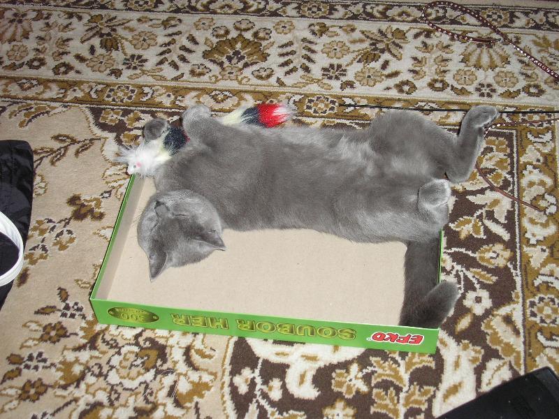 Foto: Alex-to je moje my�ka